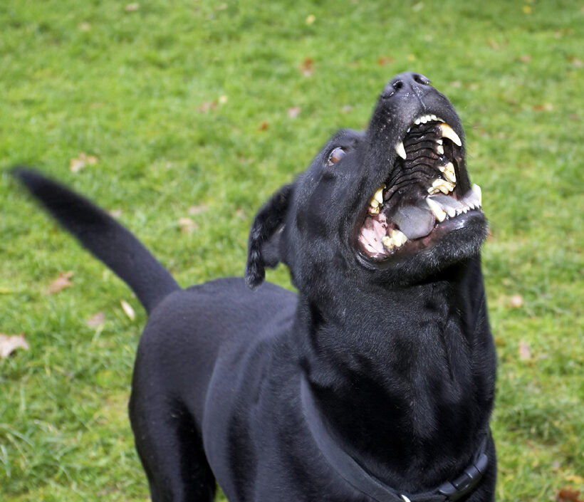 Charlie, Chow, Dog, Dogs, Labrador, Playing, Tug-o-war