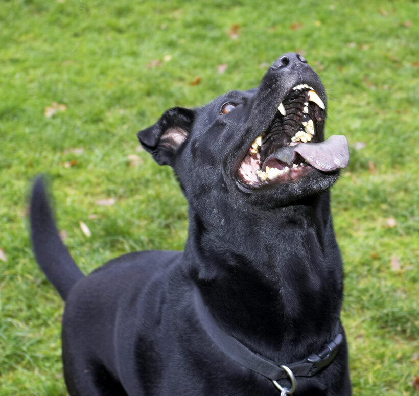 Charlie, Chow, Dog, Dogs, Labrador, Tongue