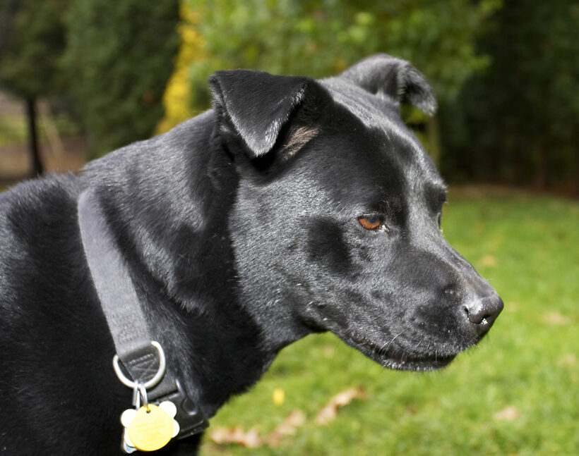 Charlie, Chow, Dog, Dogs, Labrador