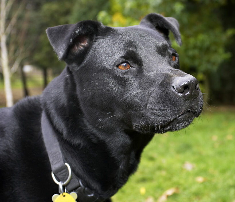 Charlie, Chow, Dog, Dogs, Labrador