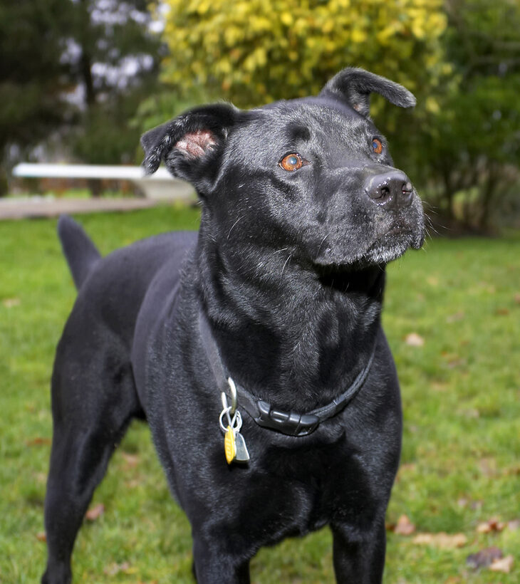 Charlie, Chow, Dog, Dogs, Labrador