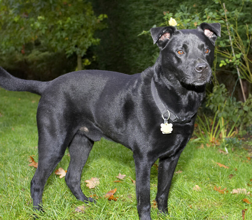 Charlie, Chow, Dog, Dogs, Labrador