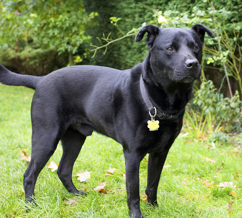 Charlie, Chow, Dog, Dogs, Labrador