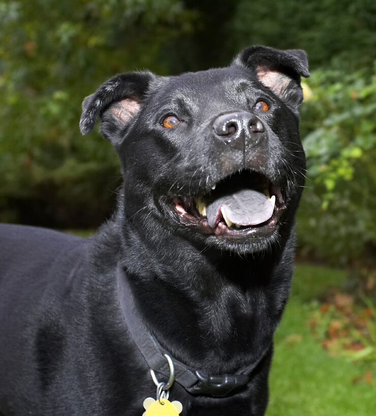 Charlie, Chow, Dog, Dogs, Labrador, Tongue
