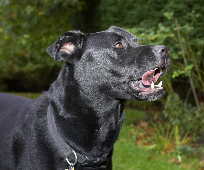 Charlie, Chow, Dog, Dogs, Labrador, Tongue