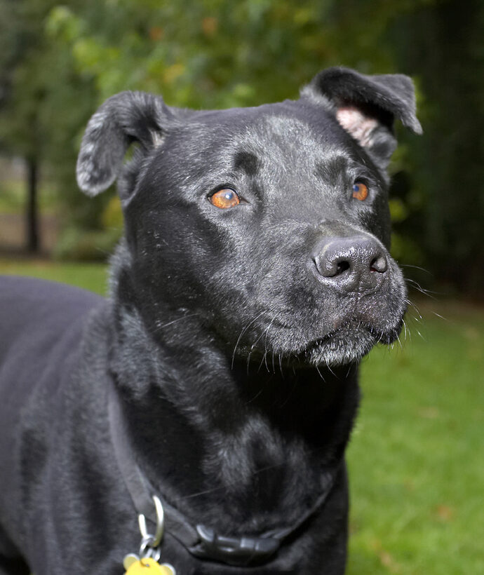Charlie, Chow, Dog, Dogs, Labrador