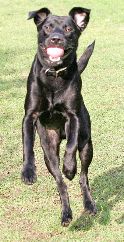 Buddy catching the ball mid-flight