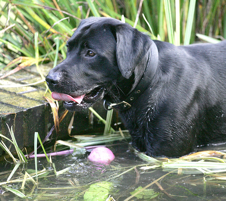 Buddy taking time out in the fountain