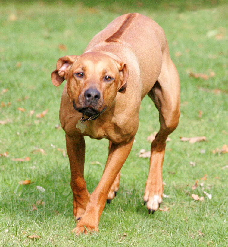 Kila on a mission