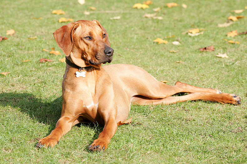 Kila owning the lawn