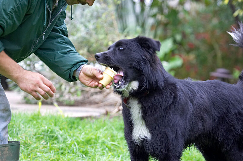 Barney Bear Enjoying An Ice Cream Cone