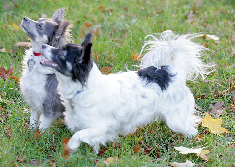 Matt & Rose at play