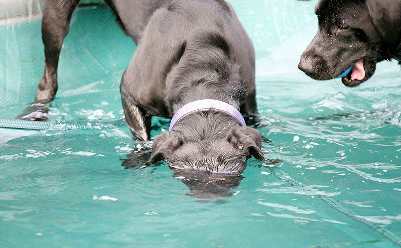 Buddy determined to retrieve the ball