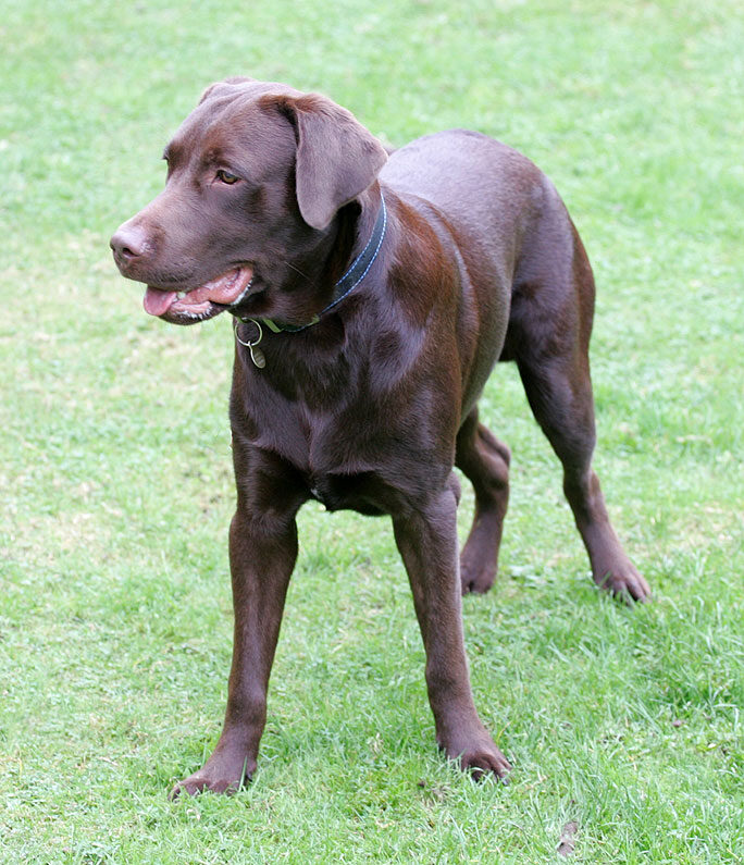 Branston