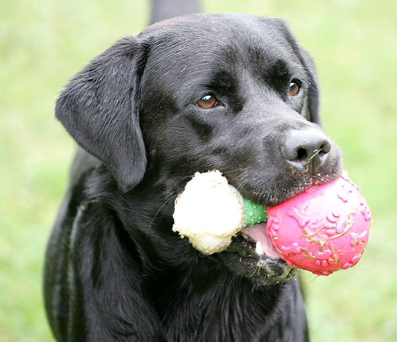 Otis - nothing less than two balls will do!