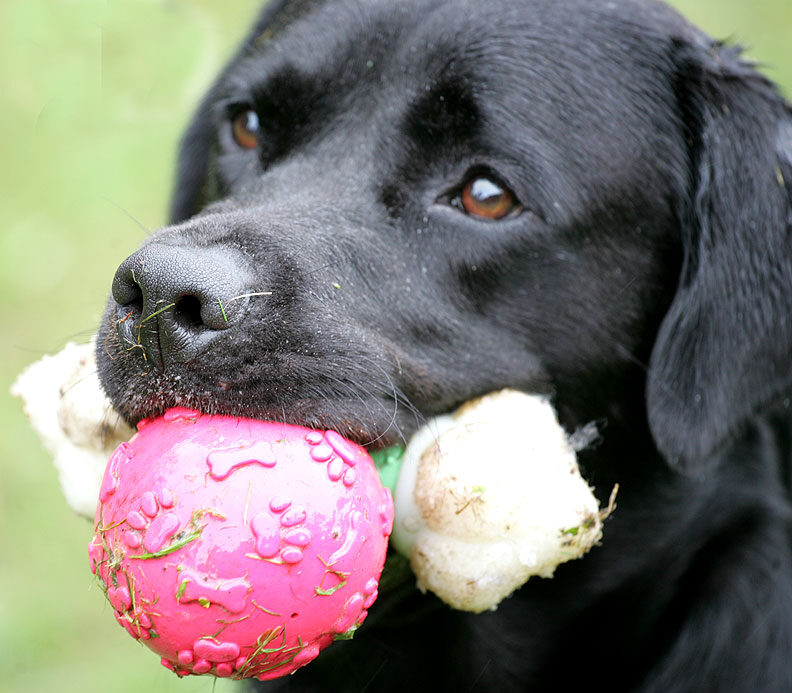 Otis working out how he can get a third ball!