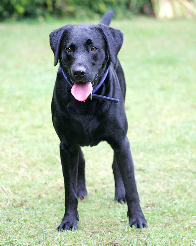 Buddy waiting for the ball to be thrown