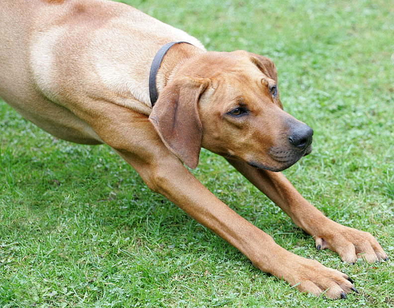Simba going for the great stretch