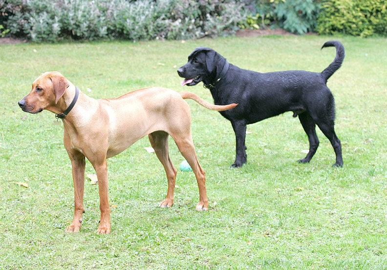 Simba & Buddy waiting for more balls