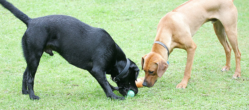 Buddy & Simba after the same ball