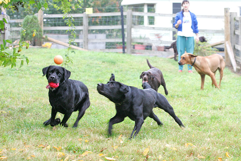Otis & Buddy after the ball with Branston and Simba in hot pursuit