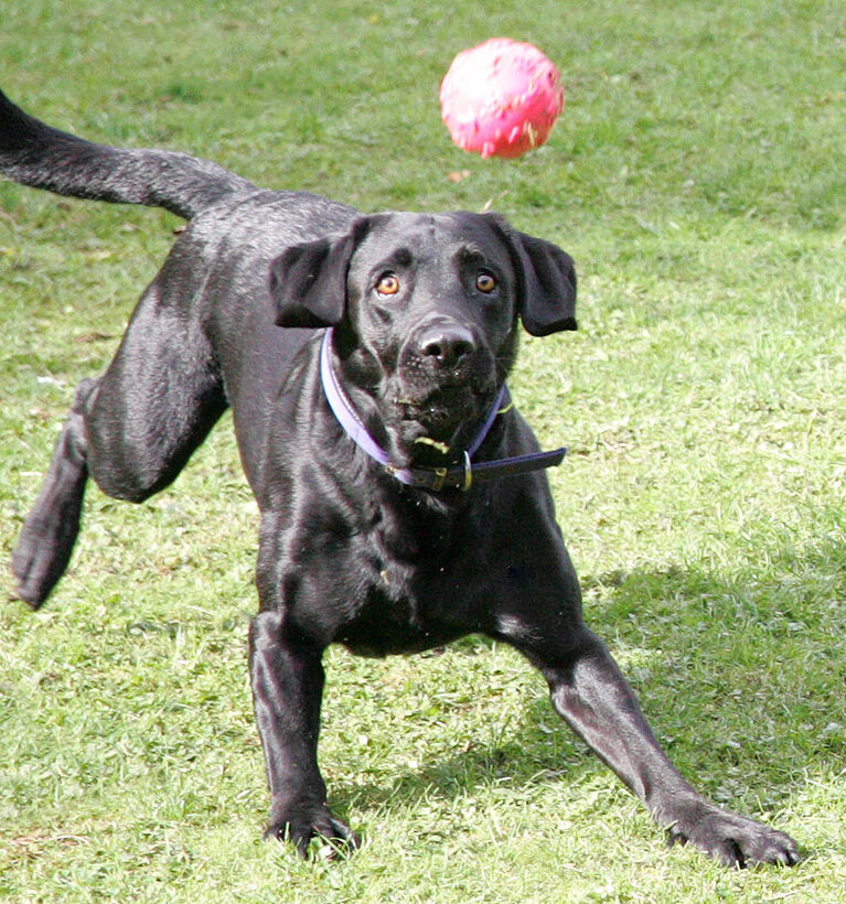 Harvey eye on the ball