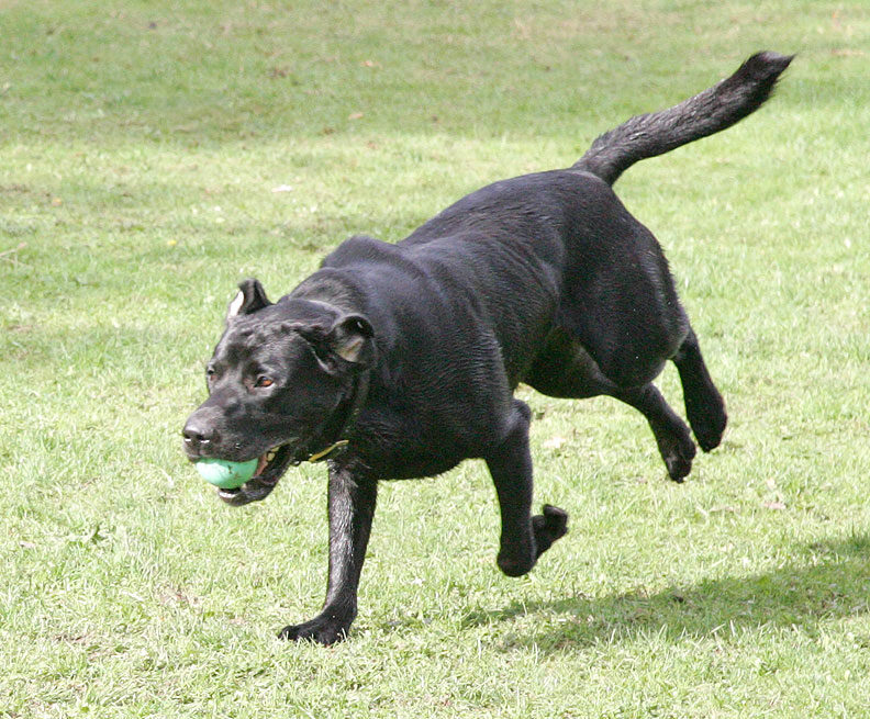 Buddy catching the ball mid-air - his favourite trick
