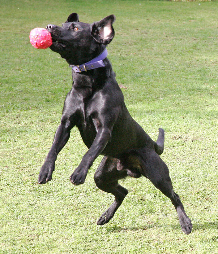 Harvey catching his ball mid-air - a new trick