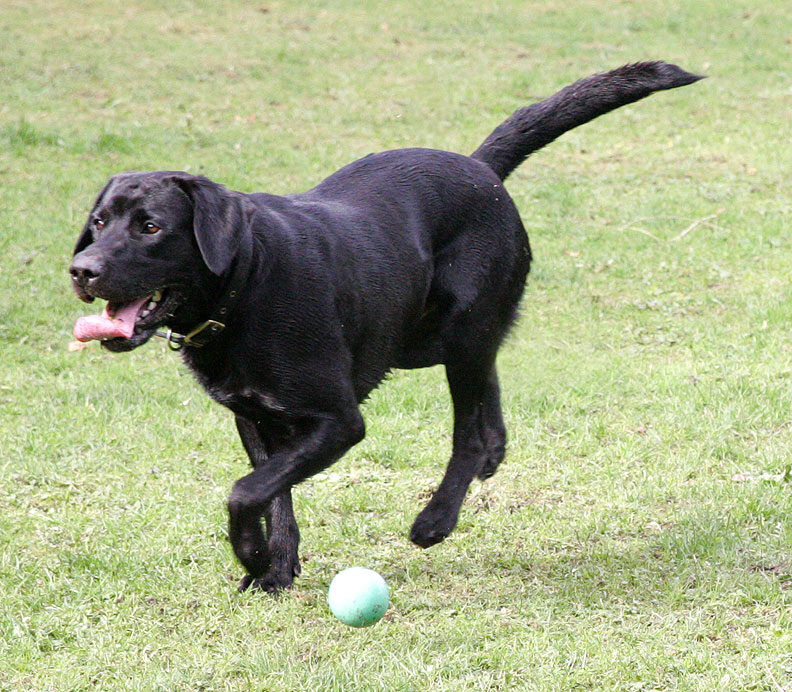 Buddy going for his ball
