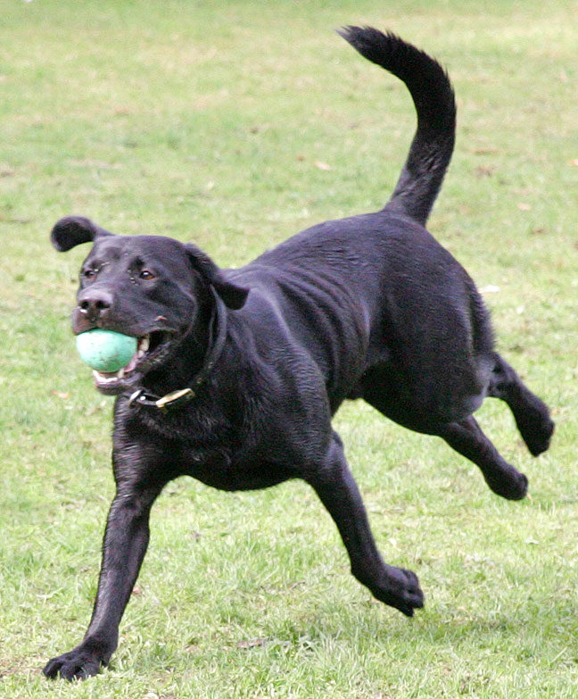 Buddy running with the ball