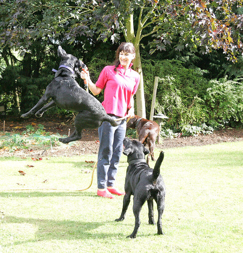 Harvey and the water hose - his favourite plaything