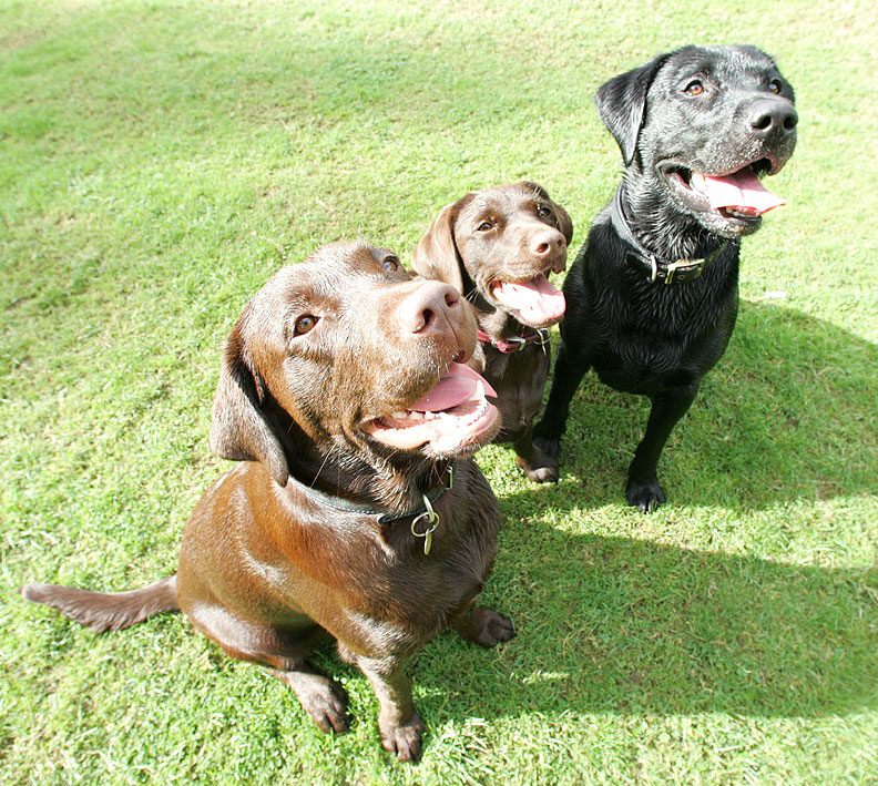 Buddy, Holly & Branston at cookie time