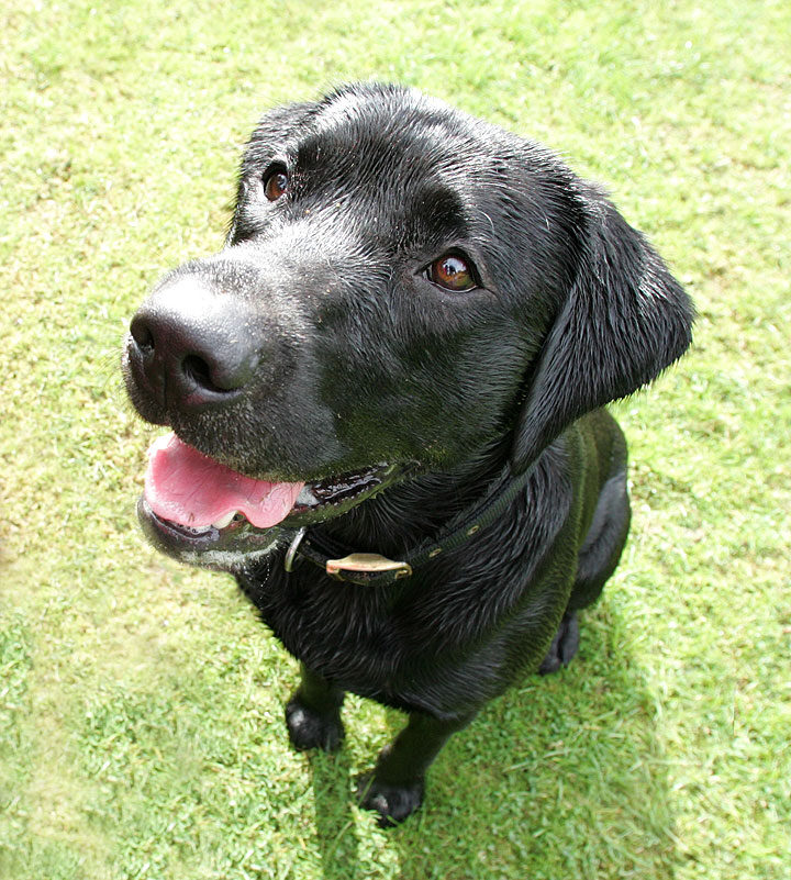 Buddy waiting for cookie or ball?!