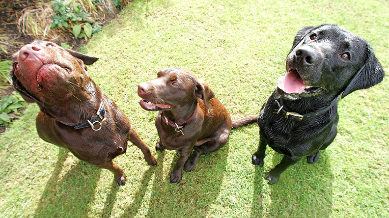 Buddy, Holly & Branston waiting for their cookies