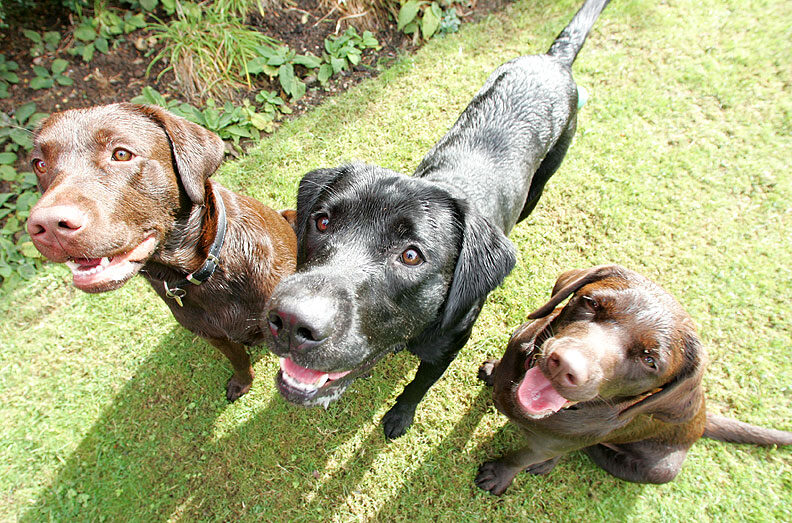 Buddy, Holly & Branston expectantly awaiting cookie delivery