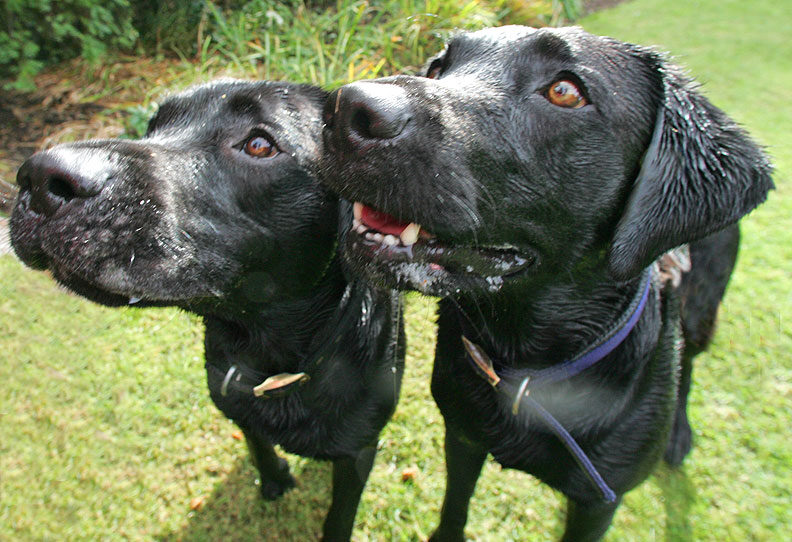 Harvey and Buddy watching the cookie like hawks!