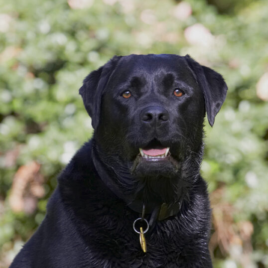 Dog, Dogs, Labrador, Otis