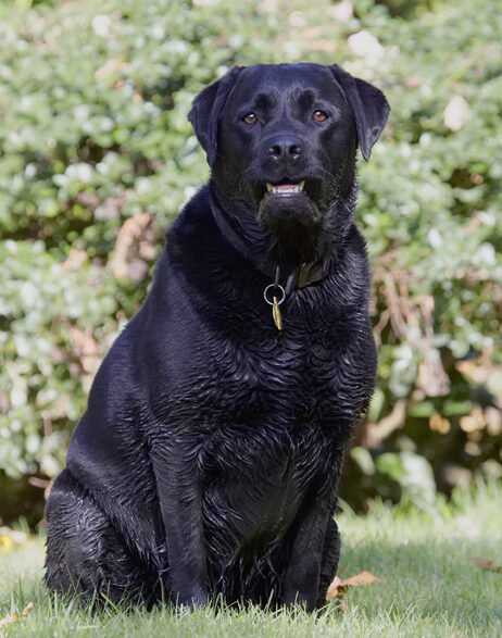Dog, Dogs, Labrador, Otis