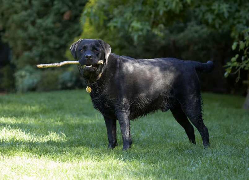 Dog, Dogs, Labrador, Otis