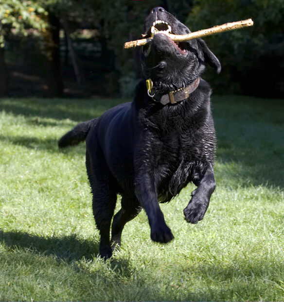 Dog, Dogs, Labrador, Otis