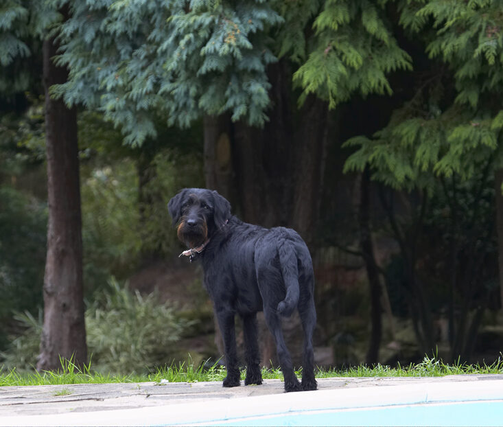 Dog, Dogs, Fizz, Labradoodle
