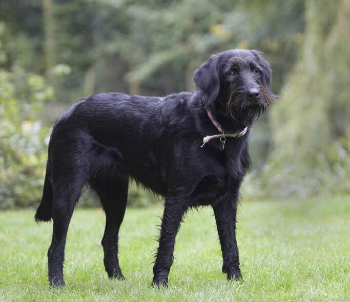 Dog, Dogs, Fizz, Labradoodle