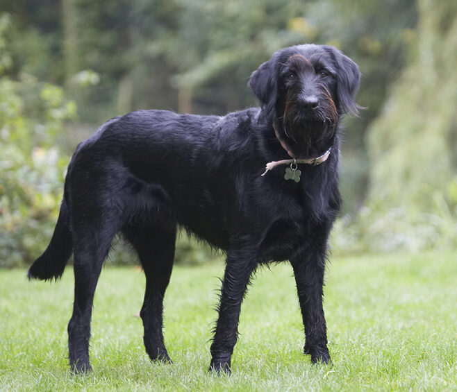 Dog, Dogs, Fizz, Labradoodle