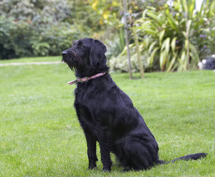 Dog, Dogs, Fizz, Labradoodle