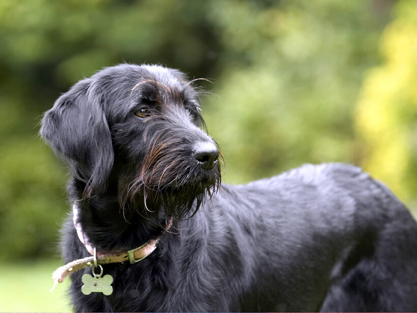 Dog, Dogs, Fizz, Labradoodle