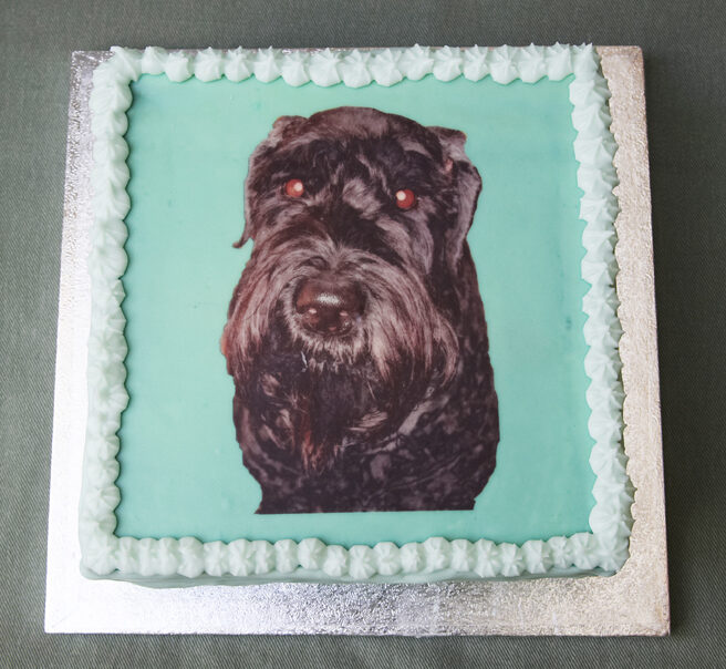 Birthday, Cake, Dog, Dogs