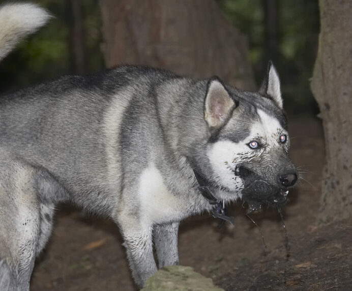 Dog, Dogs, Husky, Play, Playing, Playtime, Reeba, Run, Running