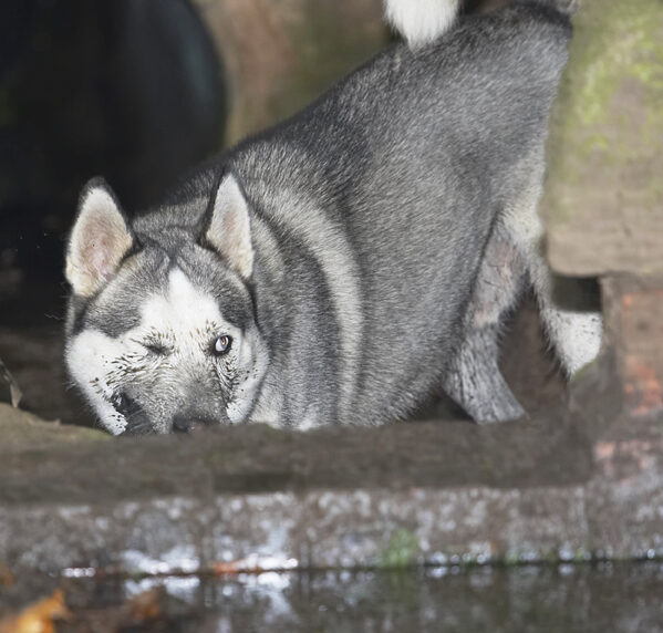 Dog, Dogs, Husky, Play, Playing, Playtime, Reeba, Run, Running