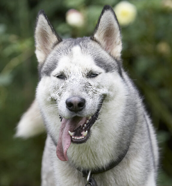 Dog, Dogs, Husky, Play, Playing, Playtime, Reeba, Run, Running, Tongue