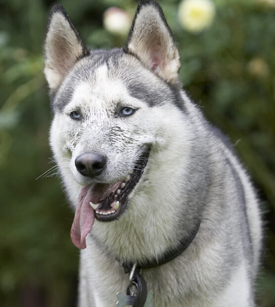 Dog, Dogs, Husky, Play, Playing, Playtime, Reeba, Run, Running, Tongue